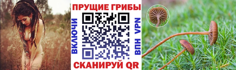 Псилоцибиновые грибы Psilocybine cubensis  Купить где  Спас-Деменск 